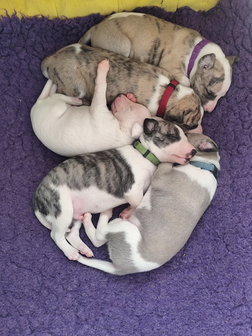 Whippet - Des Vives Etoiles D?Argent