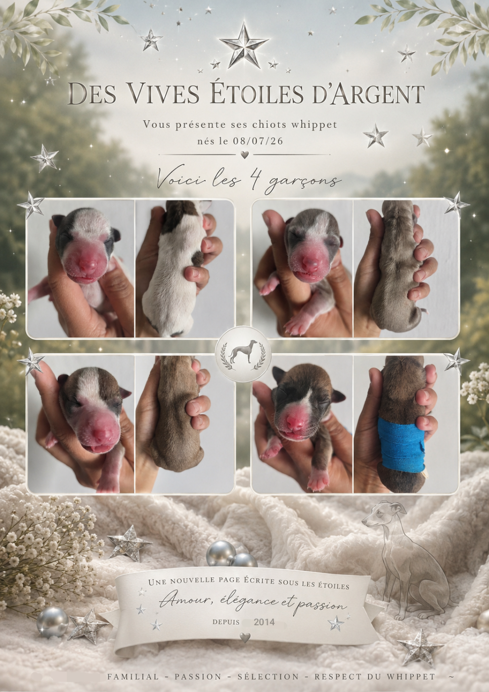 Chiot Whippet