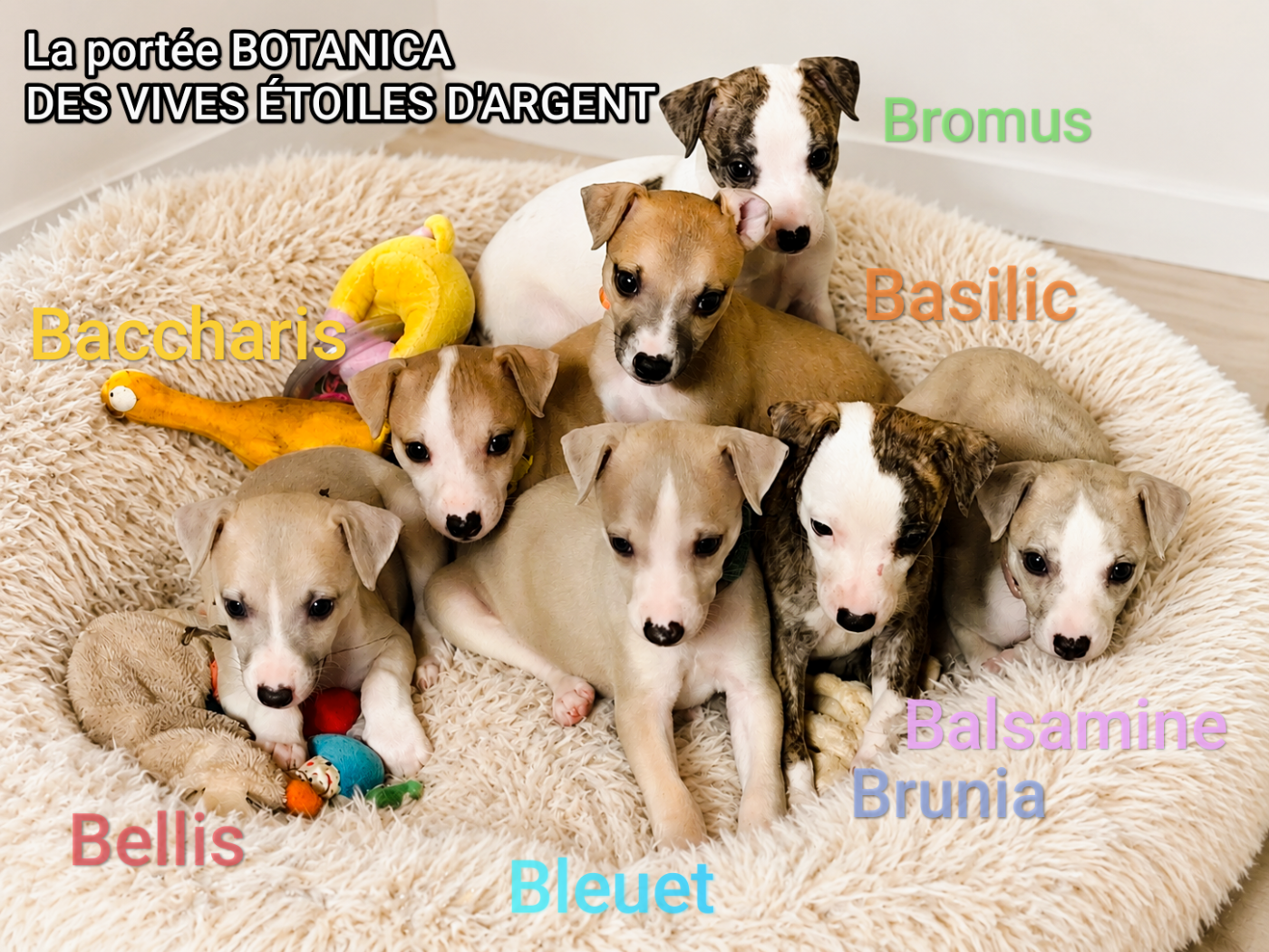 Whippet - Des Vives Etoiles D?Argent