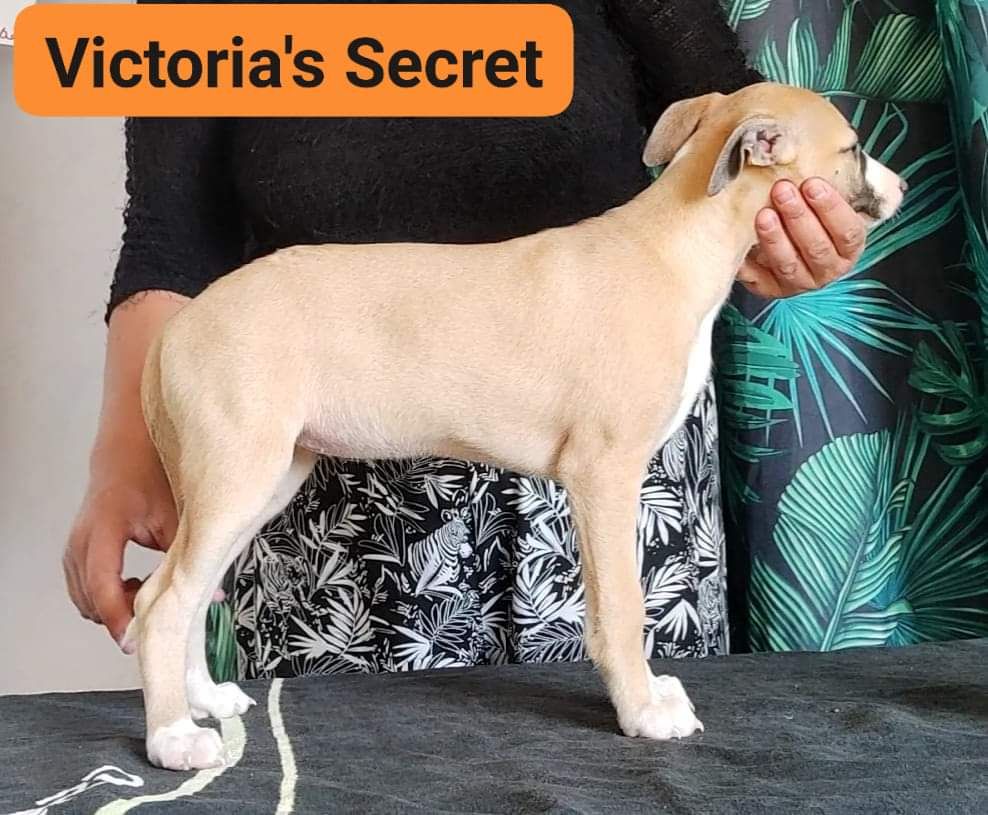 Victoria's Secret