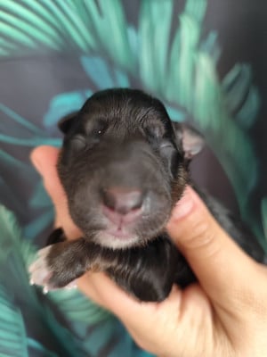 CHIOT 2 - Border Collie