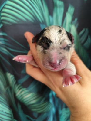 CHIOT 4 - Border Collie