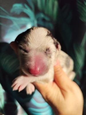 CHIOT 6 - Border Collie