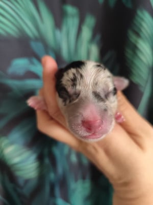 CHIOT 5 - Border Collie