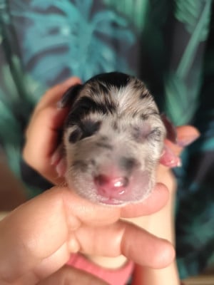 CHIOT 3 - Border Collie