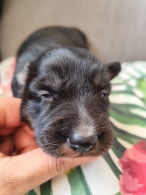 Les chiots de Border Collie