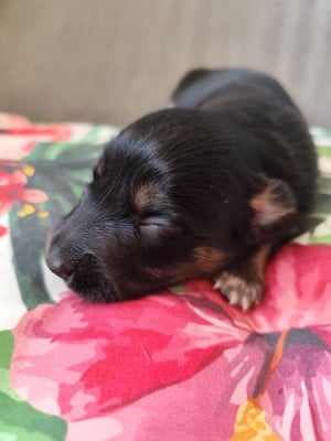 Les chiots de Border Collie