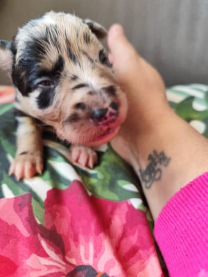 Les chiots de Border Collie