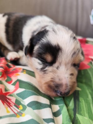 Les chiots de Border Collie