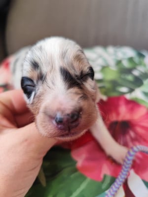 Les chiots de Border Collie