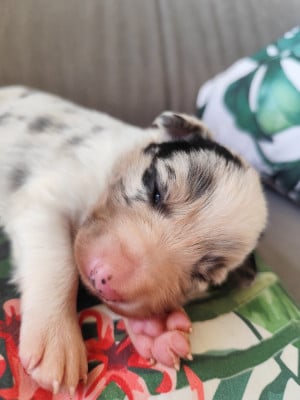 Les chiots de Border Collie