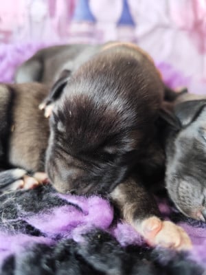 Les chiots de Levrier Irlandais