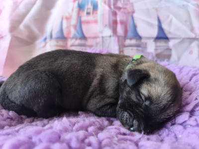 Les chiots de Levrier Irlandais
