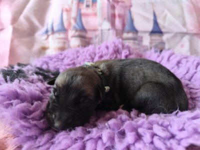 Les chiots de Levrier Irlandais