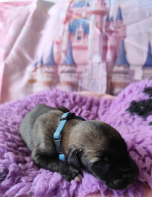 Les chiots de Levrier Irlandais