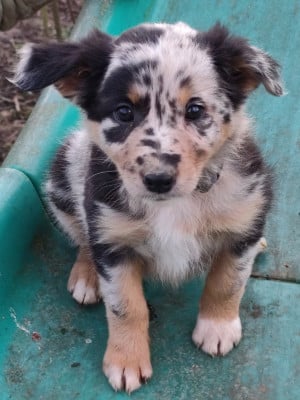 Les chiots de Border Collie
