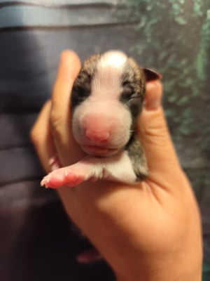 Les chiots de Whippet