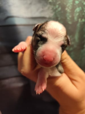 Les chiots de Whippet