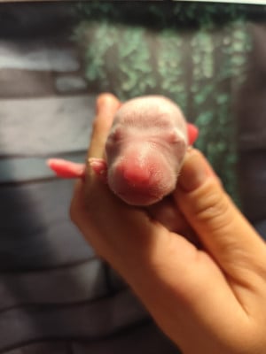 Les chiots de Whippet