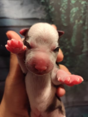Les chiots de Whippet
