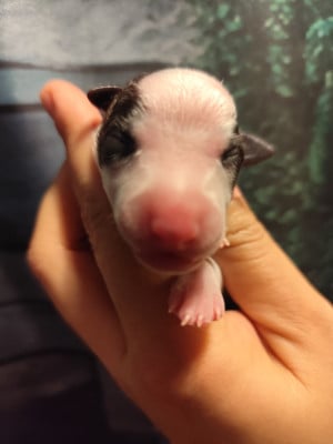 Les chiots de Whippet