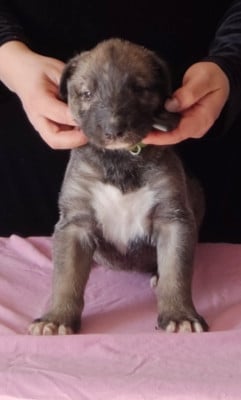 Les chiots de Levrier Irlandais