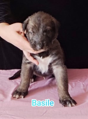 Les chiots de Levrier Irlandais