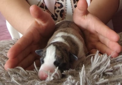 Les chiots de Whippet