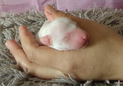 Les chiots de Whippet