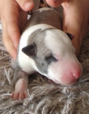 Les chiots de Whippet