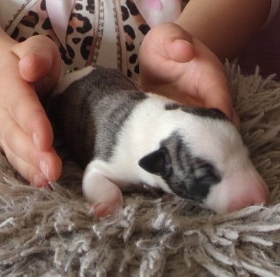 Les chiots de Whippet