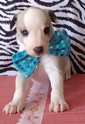 Les chiots de Whippet