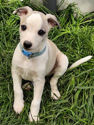 Les chiots de Whippet