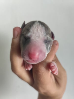 Les chiots de Whippet