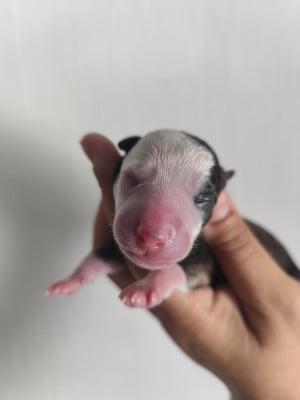 Les chiots de Whippet
