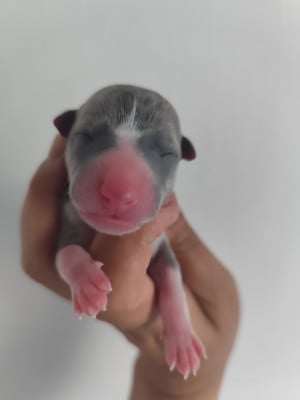 Les chiots de Whippet