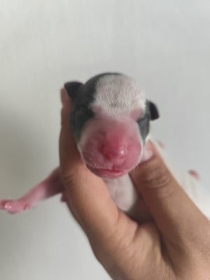 Les chiots de Whippet