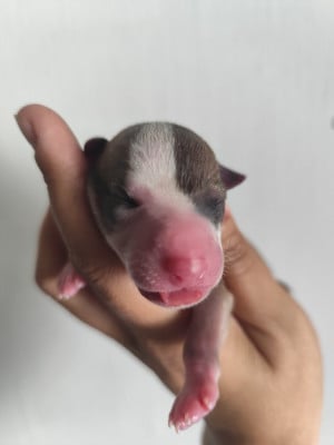 Les chiots de Whippet