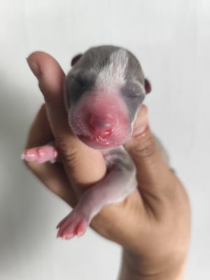 Les chiots de Whippet