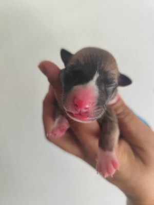 Les chiots de Whippet