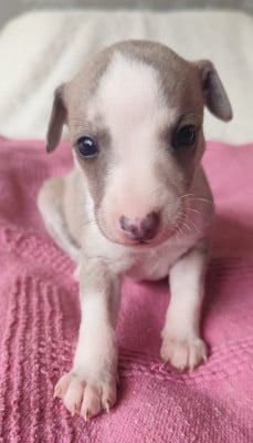 Les chiots de Whippet