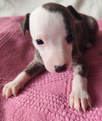 Les chiots de Whippet
