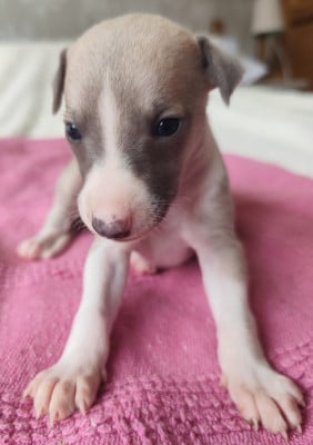 Les chiots de Whippet