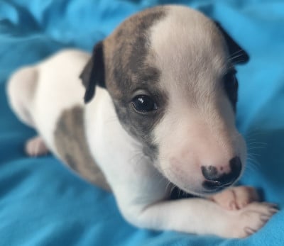 Les chiots de Whippet