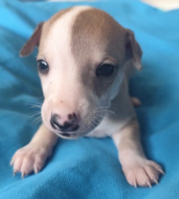 Les chiots de Whippet