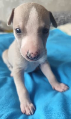 Les chiots de Whippet