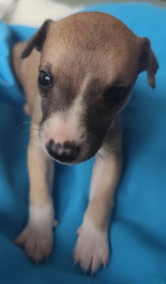 Les chiots de Whippet