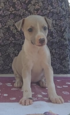 Les chiots de Whippet