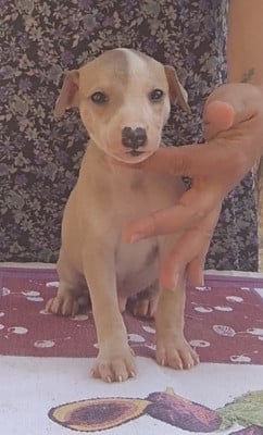 Les chiots de Whippet