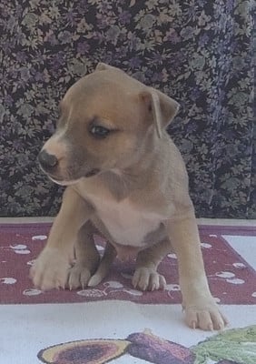 Les chiots de Whippet